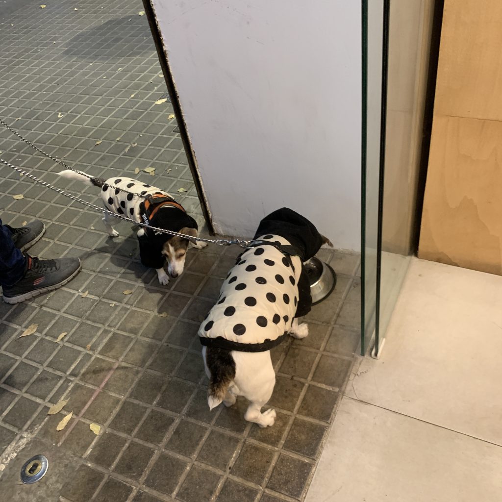 the water for dogs in cafe